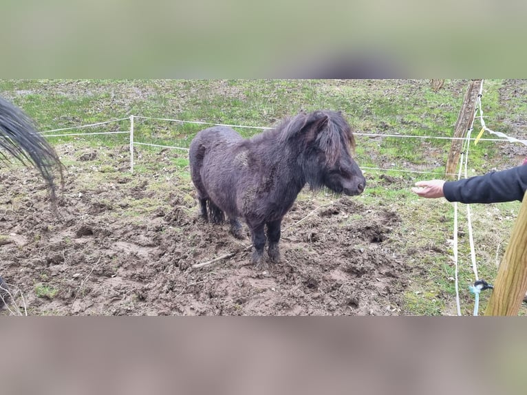Shetland Ponys Hengst 2 Jahre 95 cm Rappe in Hemer