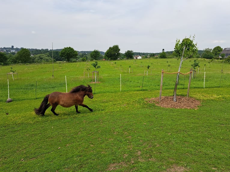 Shetland Ponys Mix Hengst 2 Jahre 98 cm Brauner in Sprockh&#xF6;vel