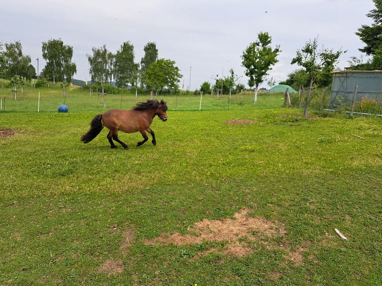 Shetland Ponys Mix Hengst 2 Jahre 98 cm Brauner in Sprockh&#xF6;vel
