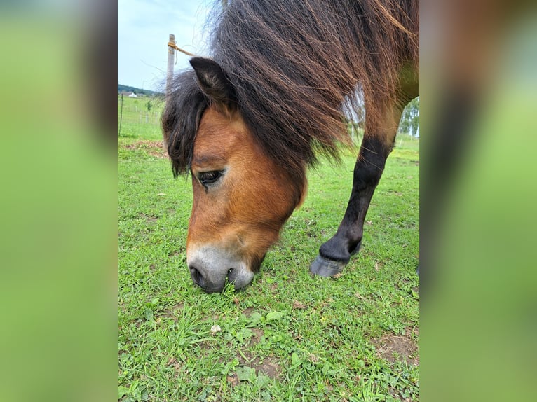 Shetland Ponys Mix Hengst 2 Jahre 98 cm Brauner in Sprockh&#xF6;vel