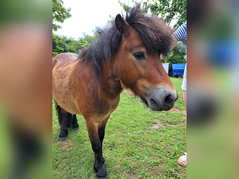 Shetland Ponys Mix Hengst 2 Jahre 98 cm Brauner in Sprockh&#xF6;vel