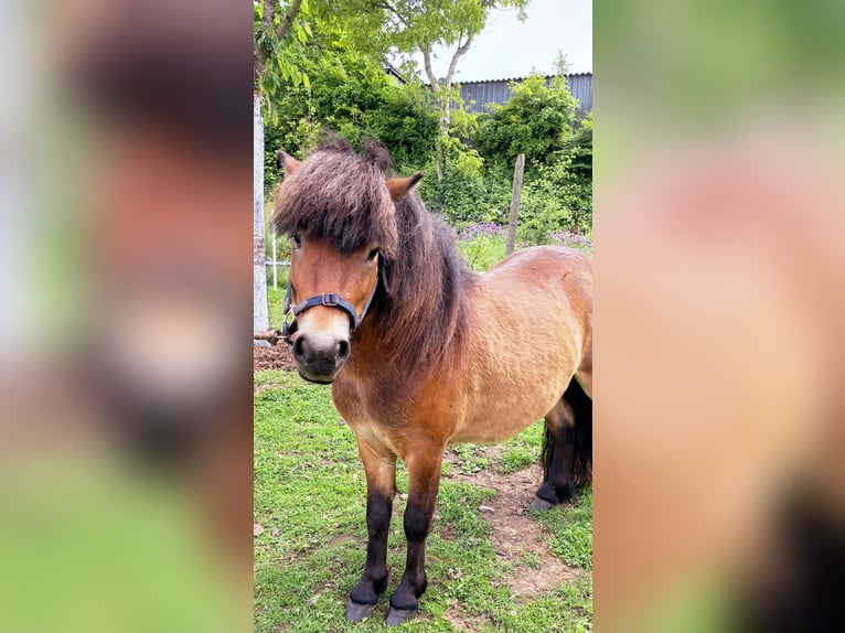 Shetland Ponys Mix Hengst 2 Jahre 98 cm Brauner in Sprockh&#xF6;vel