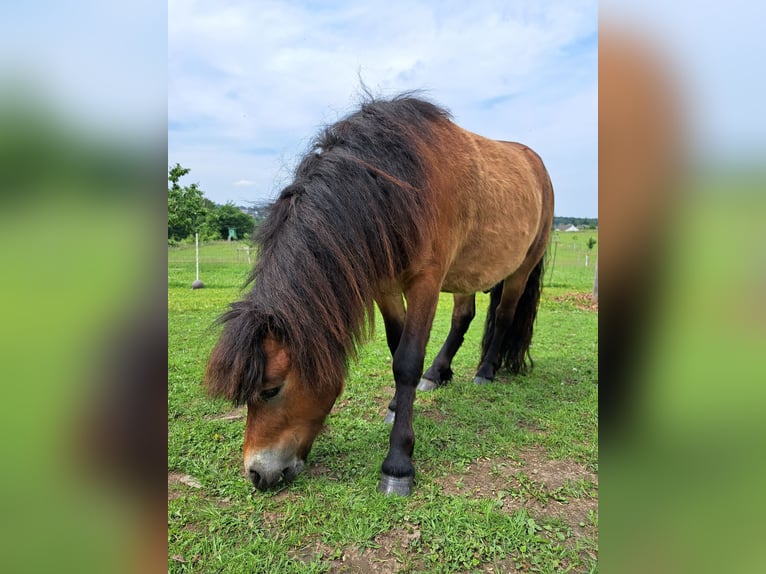 Shetland Ponys Mix Hengst 2 Jahre 98 cm Brauner in Sprockh&#xF6;vel