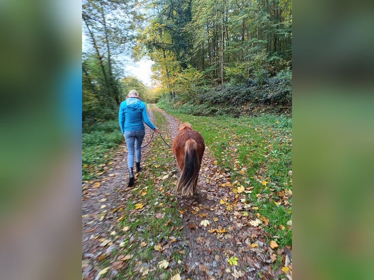 Shetland Ponys Hengst 2 Jahre 98 cm Fuchs in Offenburg
