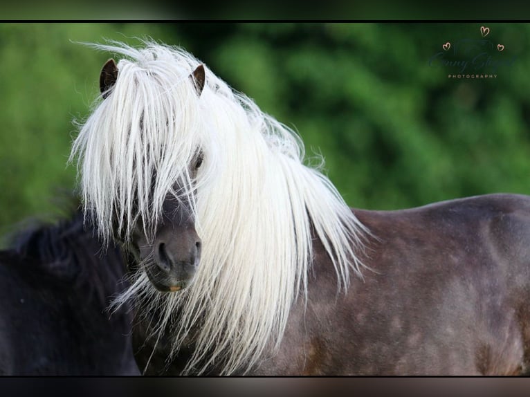 Shetland Ponys Hengst 2 Jahre 98 cm Tigerschecke in Detmold