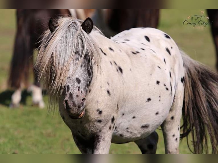 Shetland Ponys Hengst 2 Jahre 98 cm Tigerschecke in Detmold