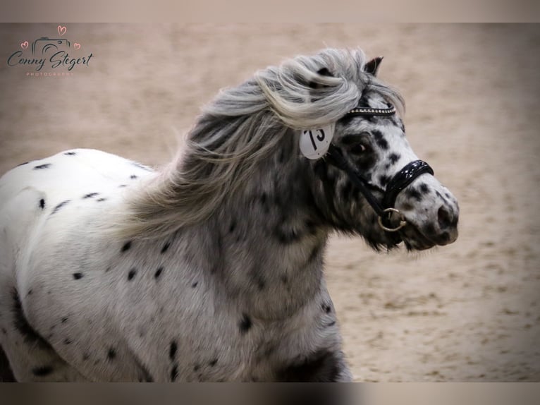 Shetland Ponys Hengst 2 Jahre 98 cm Tigerschecke in Detmold