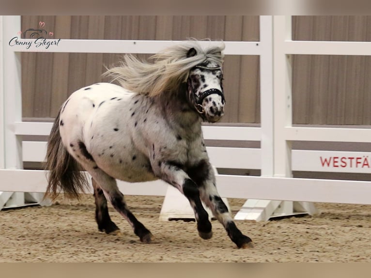 Shetland Ponys Hengst 2 Jahre 98 cm Tigerschecke in Detmold