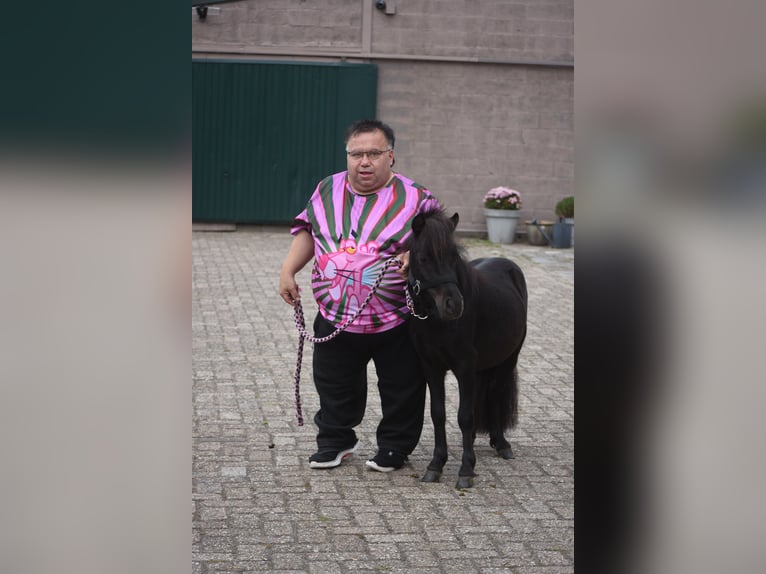 Shetland Ponys Hengst 2 Jahre  in Achtmaal