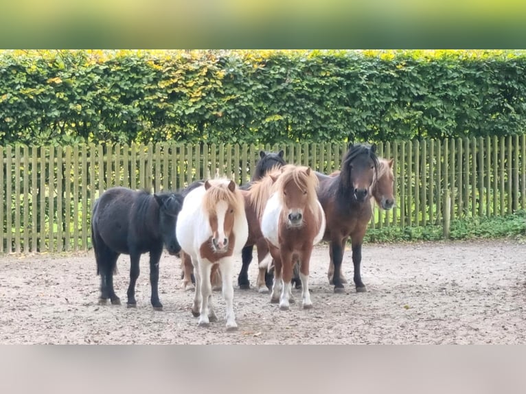 Shetland Ponys Mix Hengst 2 Jahre in Verl