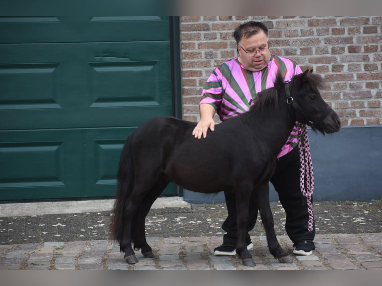 Shetland Ponys Hengst 2 Jahre Rappe in Achtmaal