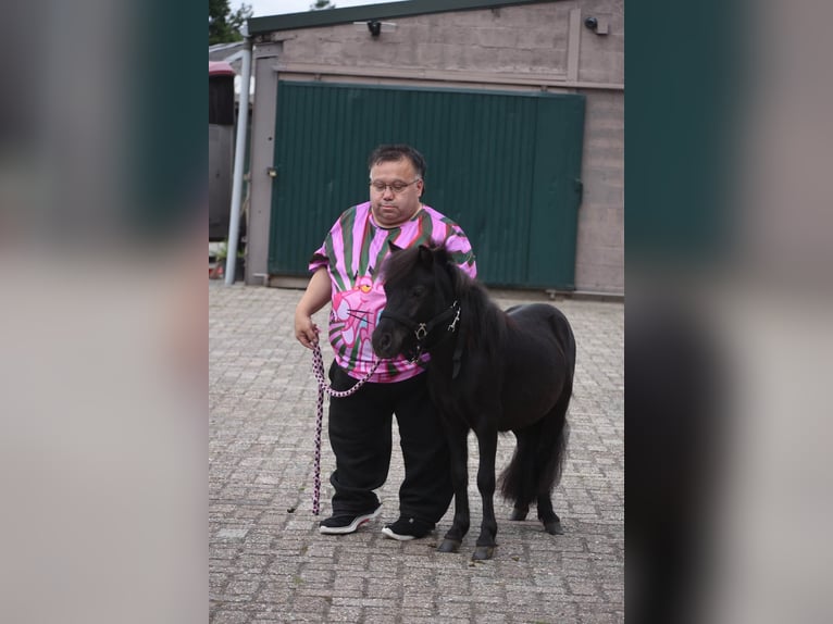 Shetland Ponys Hengst 2 Jahre Rappe in Achtmaal