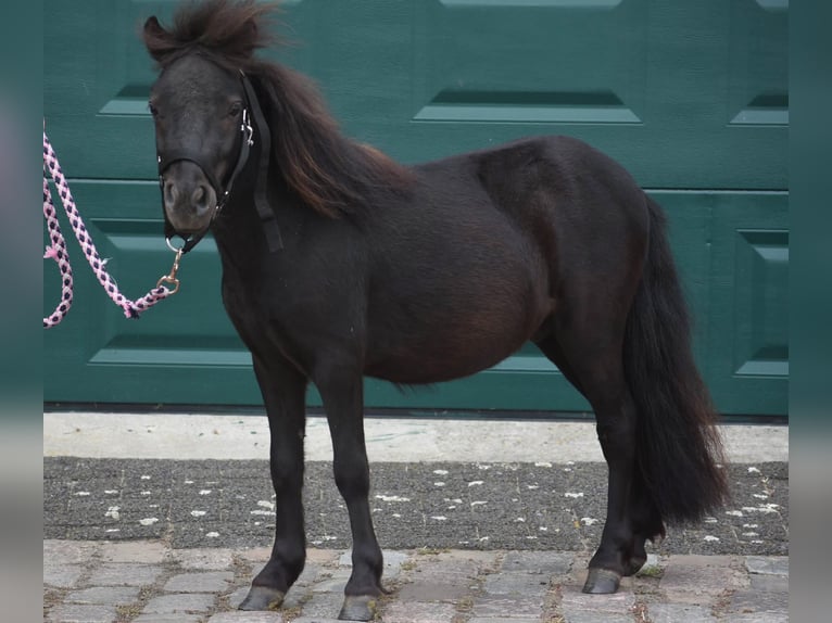 Shetland Ponys Hengst 2 Jahre Rappe in Achtmaal