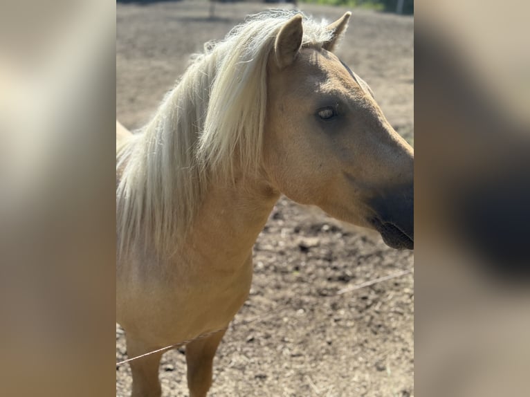 Shetland Ponys Hengst 3 Jaar 105 cm Palomino in Glindenberg