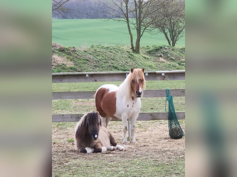 Shetland Ponys Hengst 3 Jaar 110 cm Falbe in Mölln