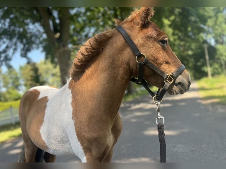 Shetland Ponys Hengst 3 Jaar 76 cm Gevlekt-paard in Zepelin