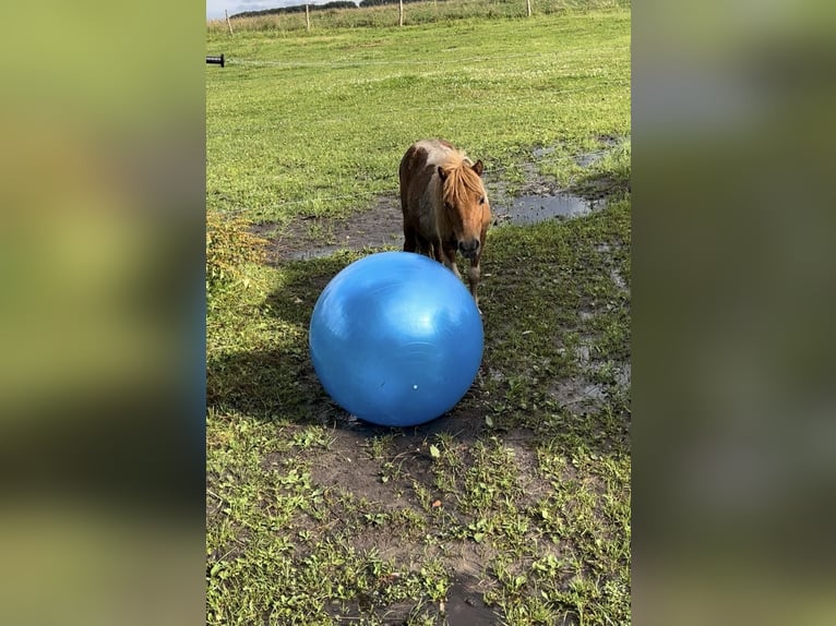 Shetland Ponys Hengst 3 Jaar 76 cm Gevlekt-paard in Zepelin