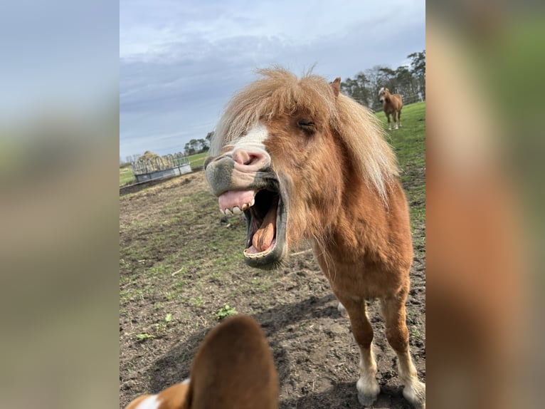 Shetland Ponys Hengst 3 Jaar 85 cm Bruin in B&#xFC;tzow