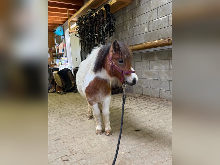 Shetland Ponys Hengst 3 Jaar 85 cm Gevlekt-paard in Daleiden