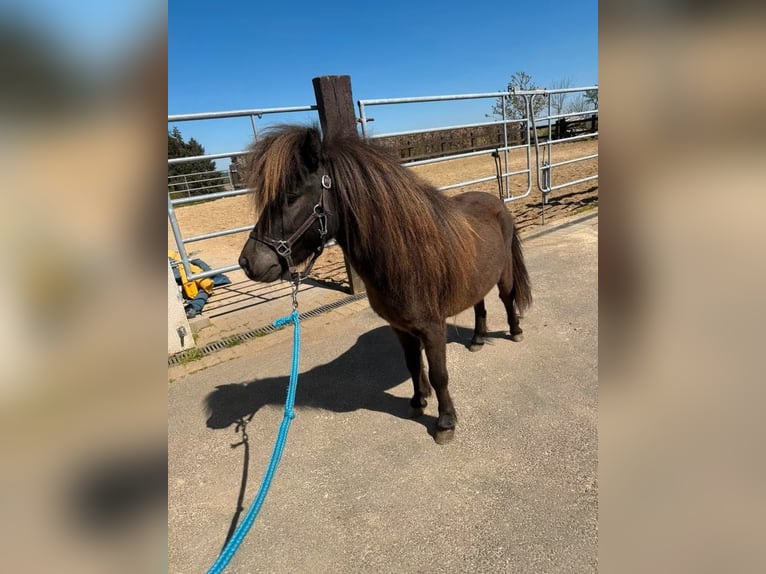 Shetland Ponys Hengst 3 Jaar 86 cm Donkerbruin in Daleiden