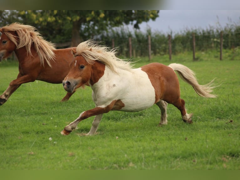 Shetland Ponys Hengst 3 Jaar 90 cm Gevlekt-paard in Dussen
