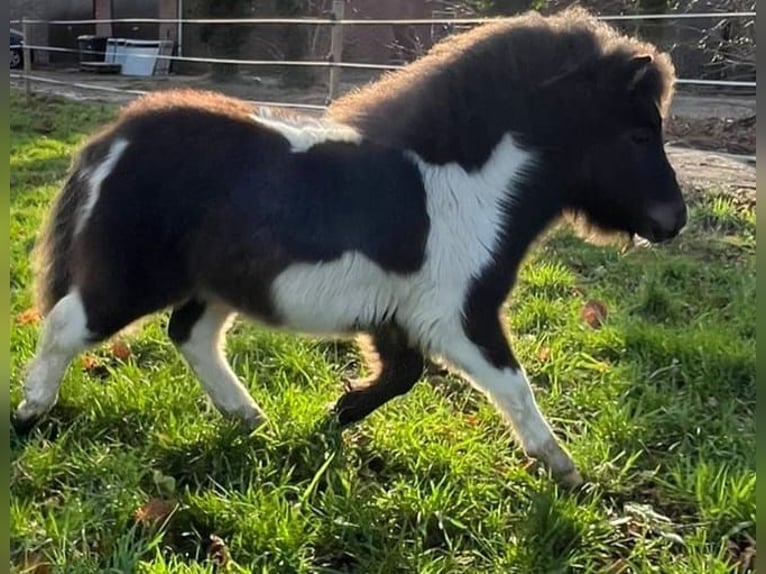 Shetland Ponys Hengst 3 Jaar 93 cm Gevlekt-paard in Xanten