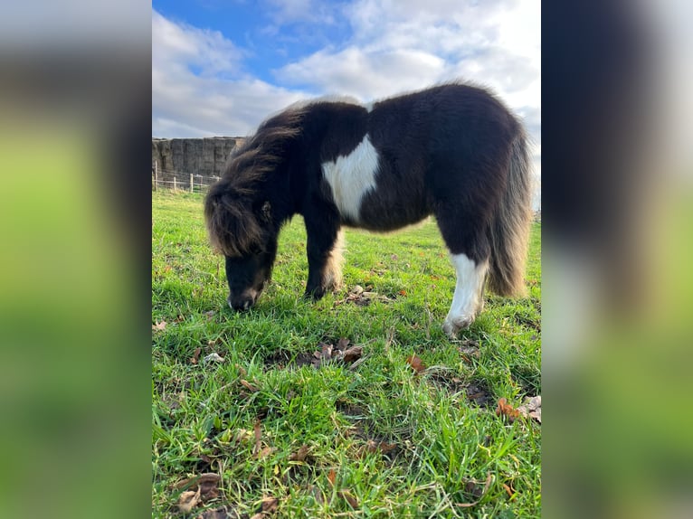 Shetland Ponys Hengst 3 Jaar 93 cm Gevlekt-paard in Xanten
