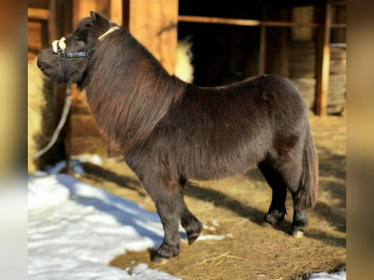 Shetland Ponys Hengst 3 Jaar 98 cm Zwart in Vrees