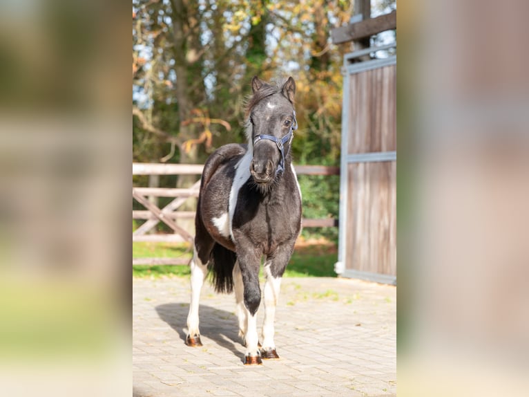 Shetland Ponys Hengst 3 Jaar  in GROTE-BROGEL