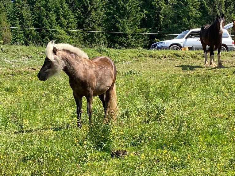 Shetland Ponys Mix Hengst 3 Jahre 100 cm in Waidring