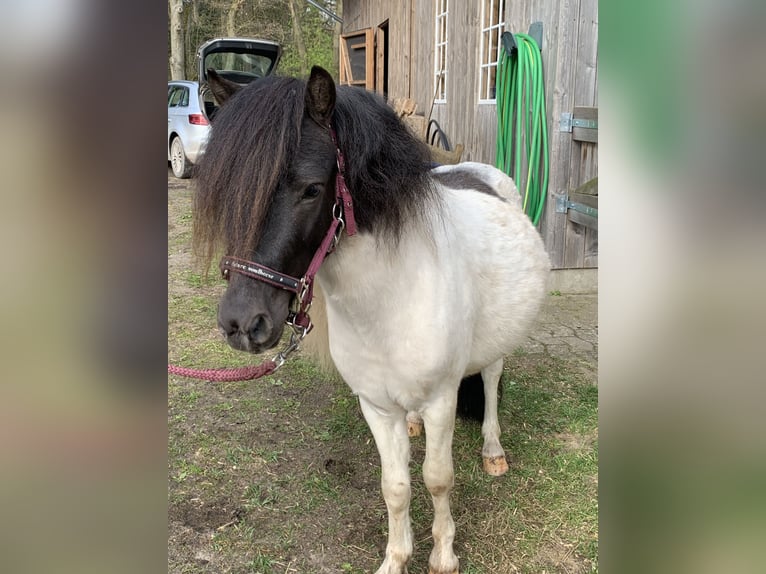 Shetland Ponys Hengst 3 Jahre 100 cm Schecke in Ottersberg