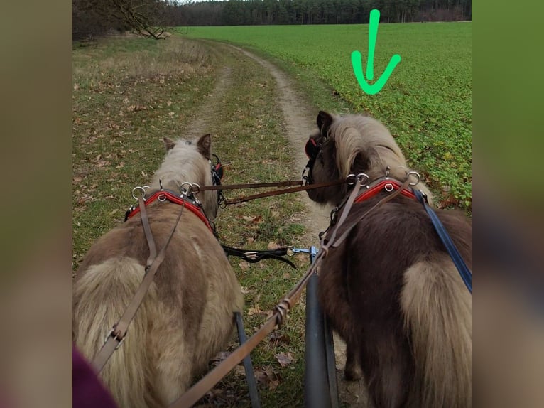 Shetland Ponys Hengst 3 Jahre 103 cm in Planebruch
