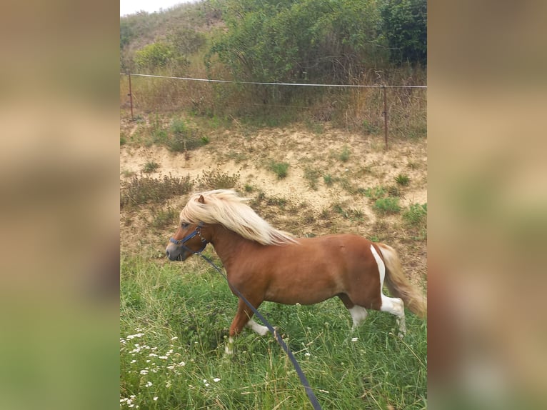 Shetland Ponys Hengst 3 Jahre 103 cm Schecke in Mertendorf