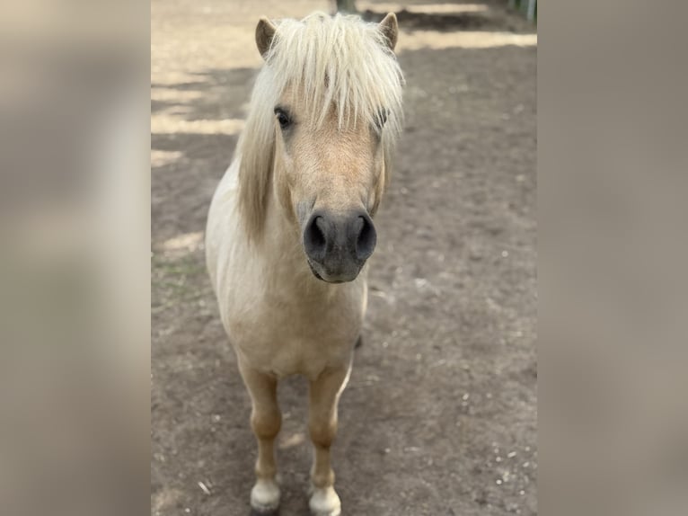 Shetland Ponys Hengst 3 Jahre 105 cm Palomino in Glindenberg