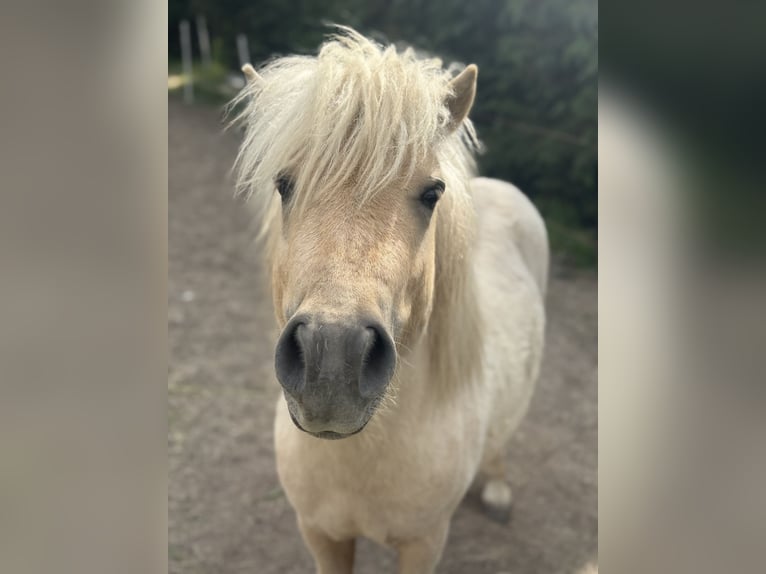 Shetland Ponys Hengst 3 Jahre 105 cm Palomino in Glindenberg