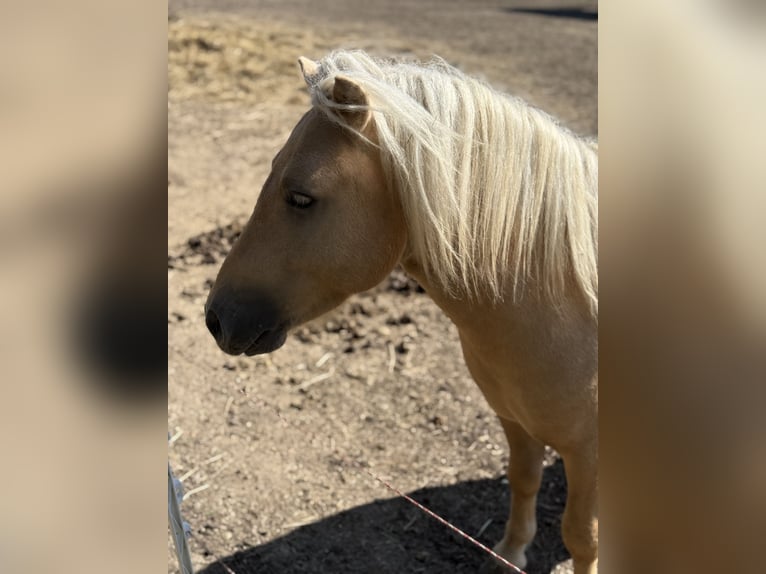Shetland Ponys Hengst 3 Jahre 105 cm Palomino in Glindenberg