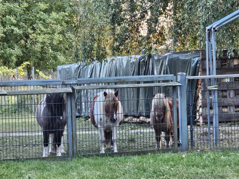 Shetland Ponys Hengst 3 Jahre 110 cm Falbe in Mölln
