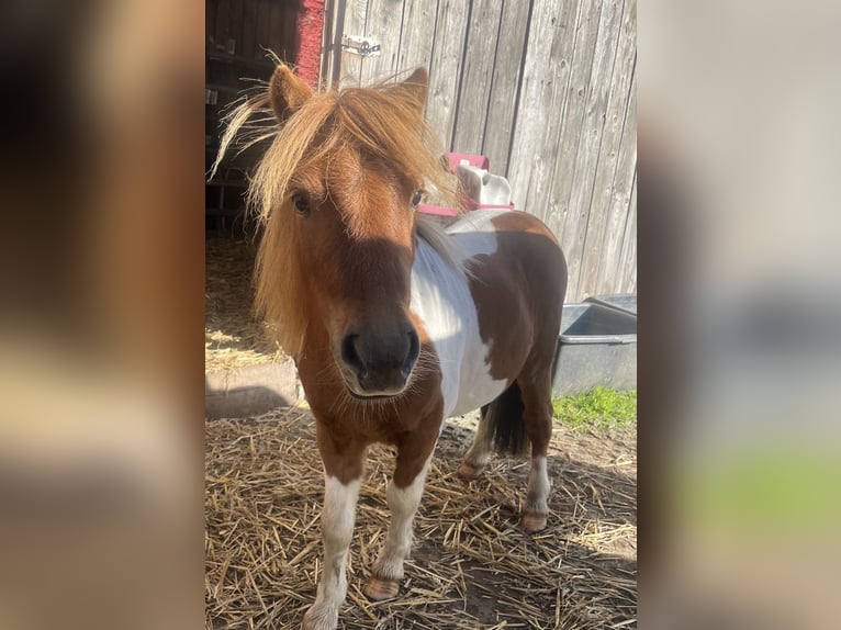 Shetland Ponys Hengst 3 Jahre 76 cm Schecke in Zepelin