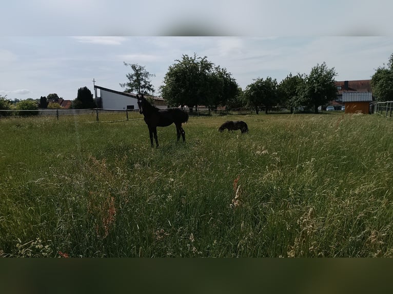 Shetland Ponys Hengst 3 Jahre 80 cm Brauner in Echzell