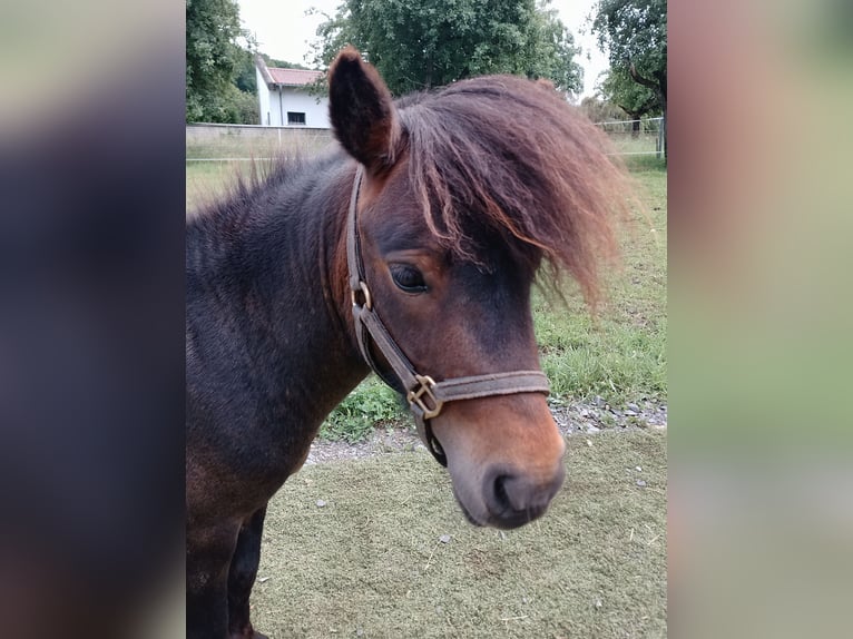 Shetland Ponys Hengst 3 Jahre 80 cm Brauner in Echzell