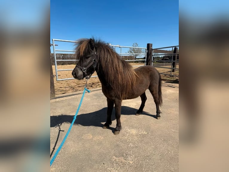 Shetland Ponys Hengst 3 Jahre 86 cm Dunkelbrauner in Daleiden