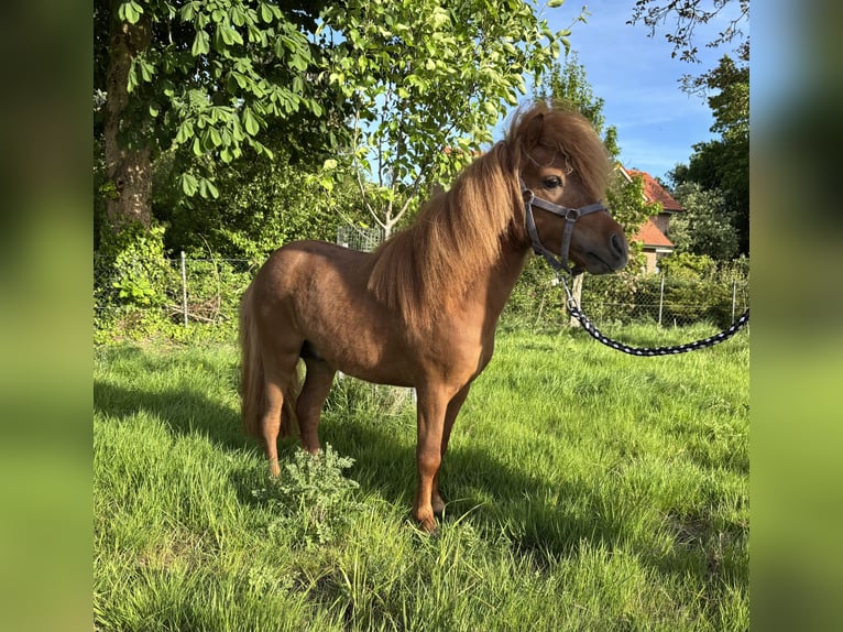 Shetland Ponys Hengst 3 Jahre 90 cm Fuchs in Emsbüren