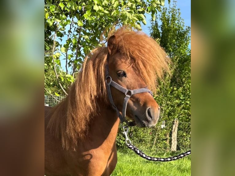 Shetland Ponys Hengst 3 Jahre 90 cm Fuchs in Emsbüren