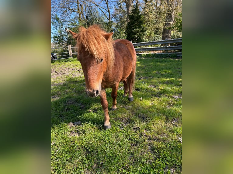Shetland Ponys Hengst 3 Jahre 95 cm Fuchs in Edewecht-Osterscheps