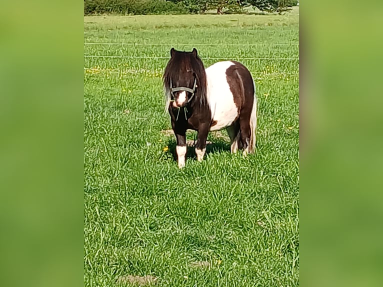 Shetland Ponys Hengst 3 Jahre 97 cm Schecke in Bissendorf