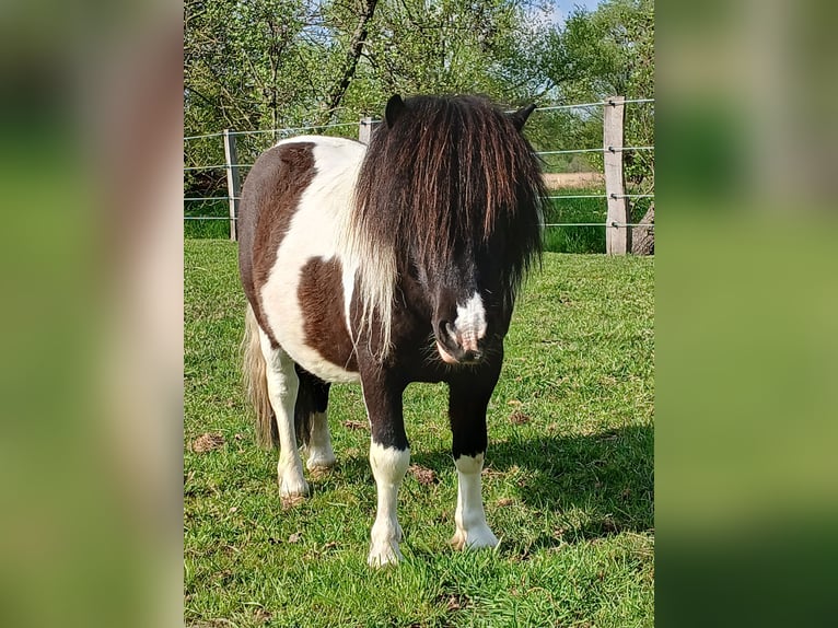 Shetland Ponys Hengst 3 Jahre 97 cm Schecke in Bissendorf
