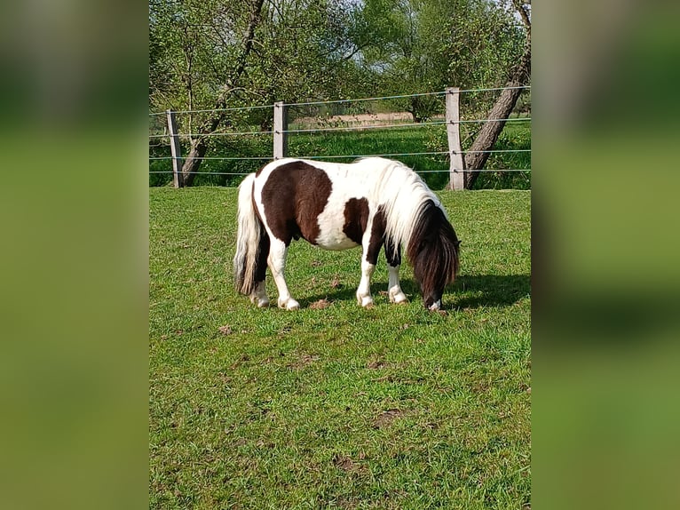 Shetland Ponys Hengst 3 Jahre 97 cm Schecke in Bissendorf