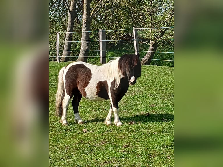 Shetland Ponys Hengst 3 Jahre 97 cm Schecke in Bissendorf