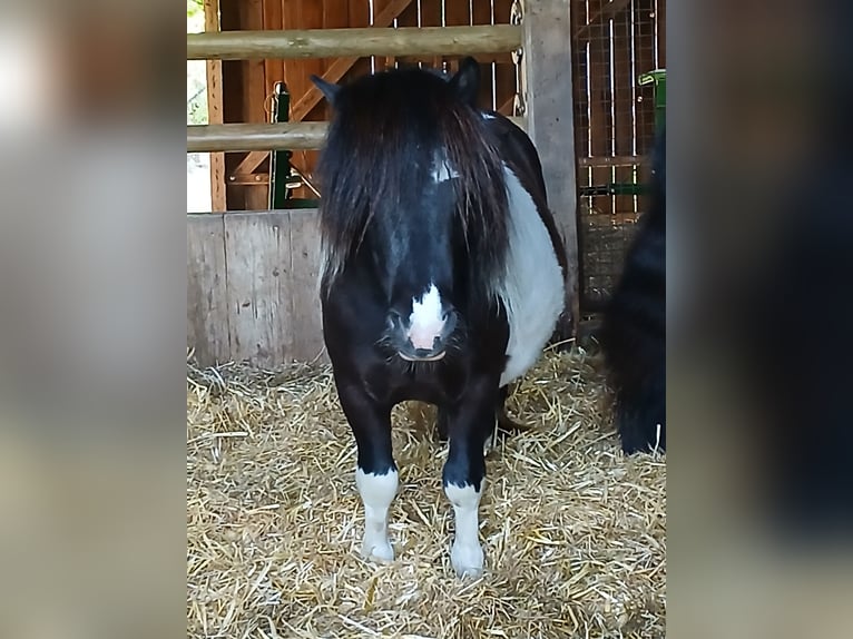 Shetland Ponys Hengst 3 Jahre 97 cm Schecke in Bissendorf