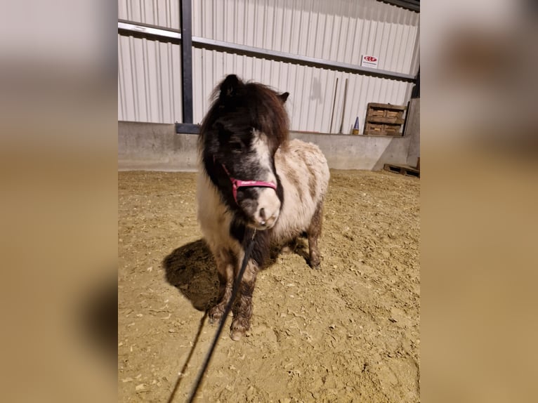 Shetland Ponys Hengst 3 Jahre 97 cm Schecke in Weselberg